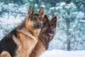 Duitse Herder Dogs Ras: Karakter, Levensduur & Prijs | Puppyplaats