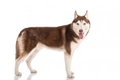 Siberische Husky Dogs Ras: Karakter, Levensduur & Prijs | Puppyplaats