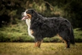 Berner Sennenhond Dogs Ras: Karakter, Levensduur & Prijs | Puppyplaats