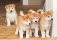 Akita Dogs Ras: Karakter, Levensduur & Prijs | Puppyplaats