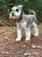 Miniature Schnauzer Dogs Breed - Information, Temperament, Size & Price | Pets4Homes