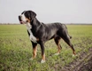 Grote Zwitserse Sennenhond Dogs Ras: Karakter, Levensduur & Prijs | Puppyplaats