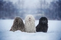 Hungarian Puli Dogs Breed - Information, Temperament, Size & Price | Pets4Homes