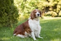 Welsh Springer Spaniel Dogs Breed - Information, Temperament, Size & Price | Pets4Homes