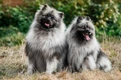 Keeshond Dogs Ras: Karakter, Levensduur & Prijs | Puppyplaats