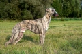 Whippet Dogs Breed - Information, Temperament, Size & Price | Pets4Homes