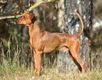 German Pinscher Dogs Breed - Information, Temperament, Size & Price | Pets4Homes