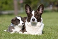 Welsh Corgi Cardigan Dogs Breed - Information, Temperament, Size & Price | Pets4Homes