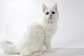 Turkish Van Cats Breed - Information, Temperament, Size & Price | Pets4Homes