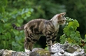 American Wirehair Cats Breed - Information, Temperament, Size & Price | Pets4Homes