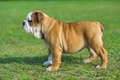 Engelse Bulldog Dogs Ras: Karakter, Levensduur & Prijs | Puppyplaats