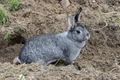 Chinchilla Rabbits Breed - Information, Temperament, Size & Price | Pets4Homes