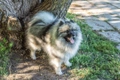 Keeshond Dogs Ras: Karakter, Levensduur & Prijs | Puppyplaats