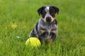 Australian Cattle Dog Dogs Ras: Karakter, Levensduur & Prijs | Puppyplaats