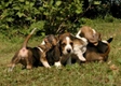 Basset Artésien Normand Dogs Ras: Karakter, Levensduur & Prijs | Puppyplaats