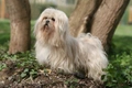 Lhasa Apso Dogs Ras: Karakter, Levensduur & Prijs | Puppyplaats