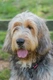 Otterhound Dogs Breed - Information, Temperament, Size & Price | Pets4Homes