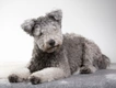 Hungarian Pumi Dogs Breed - Information, Temperament, Size & Price | Pets4Homes