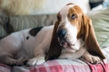 Basset Hound Dogs Ras: Karakter, Levensduur & Prijs | Puppyplaats