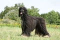 Afghan Hound Dogs Breed - Information, Temperament, Size & Price | Pets4Homes