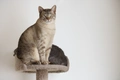 Australian Mist Cats Breed - Information, Temperament, Size & Price | Pets4Homes