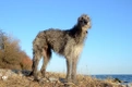 Deerhound Dogs Breed - Information, Temperament, Size & Price | Pets4Homes