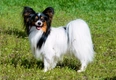 Papillon Dogs Breed - Information, Temperament, Size & Price | Pets4Homes