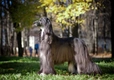 Afghaanse Windhond Dogs Ras: Karakter, Levensduur & Prijs | Puppyplaats