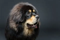 Tibetan Mastiff Dogs Breed - Information, Temperament, Size & Price | Pets4Homes