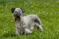 Cesky Terrier Dogs Breed - Information, Temperament, Size & Price | Pets4Homes