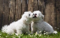 Coton De Tulear Dogs Breed - Information, Temperament, Size & Price | Pets4Homes