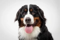 Berner Sennenhond Dogs Ras: Karakter, Levensduur & Prijs | Puppyplaats