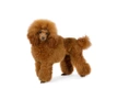 Poedel Toy Dogs Ras: Karakter, Levensduur & Prijs | Puppyplaats