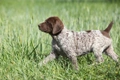 German Shorthaired Pointer Dogs Breed - Information, Temperament, Size & Price | Pets4Homes