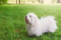 Coton De Tulear Dogs Breed - Information, Temperament, Size & Price | Pets4Homes