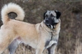 Anatolian Shepherd Dogs Breed - Information, Temperament, Size & Price | Pets4Homes