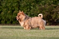 Norwich Terrier Dogs Breed - Information, Temperament, Size & Price | Pets4Homes