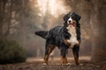 Berner Sennenhond Dogs Ras: Karakter, Levensduur & Prijs | Puppyplaats