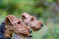 Welsh Terrier Dogs Breed - Information, Temperament, Size & Price | Pets4Homes