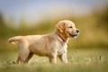 Golden Retriever Dogs Ras: Karakter, Levensduur & Prijs | Puppyplaats