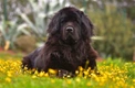 Newfoundland Dogs Breed - Information, Temperament, Size & Price | Pets4Homes