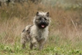 Cairn Terriër Dogs Ras: Karakter, Levensduur & Prijs | Puppyplaats