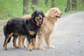 Hovawart Dogs Ras: Karakter, Levensduur & Prijs | Puppyplaats