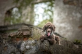 Standard Poodle Dogs Breed - Information, Temperament, Size & Price | Pets4Homes