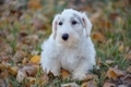 Sealyham Terrier Dogs Breed - Information, Temperament, Size & Price | Pets4Homes