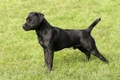 Patterdale Terrier Dogs Breed - Information, Temperament, Size & Price | Pets4Homes