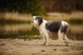 Polish Lowland Sheepdog Dogs Breed - Information, Temperament, Size & Price | Pets4Homes