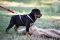 Rottweiler Dogs Breed - Information, Temperament, Size & Price | Pets4Homes