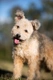 Hungarian Pumi Dogs Breed - Information, Temperament, Size & Price | Pets4Homes