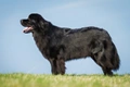 Newfoundland Dogs Breed - Information, Temperament, Size & Price | Pets4Homes